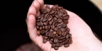 decaf-coffee-beans
